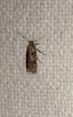 Chionodes mediofuscella