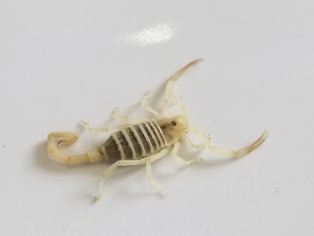 Birulatus haasi