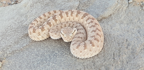 Arabian Horned Viper