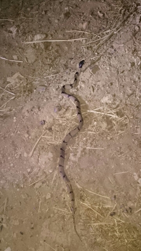 Black headed snake