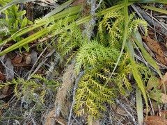 Asplenium flaccidum flaccidum