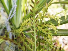 Asplenium flaccidum flaccidum