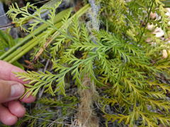 Asplenium flaccidum flaccidum