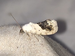 Ponometia erastrioides