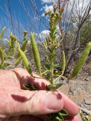 Polanisia dodecandra trachysperma