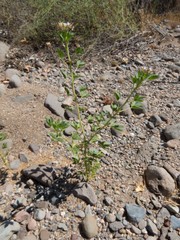 Polanisia dodecandra trachysperma