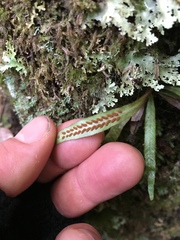 Notogrammitis pseudociliata