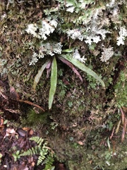 Notogrammitis pseudociliata