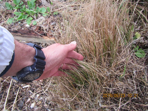 Sand tussock