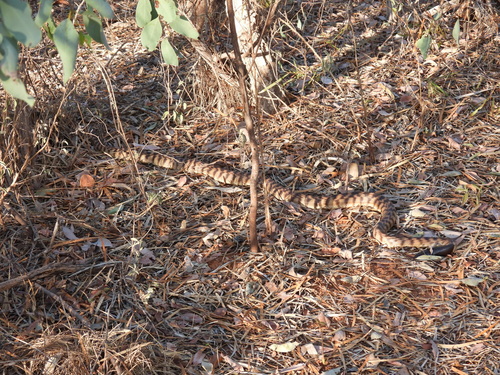 Black-headed Python sighting