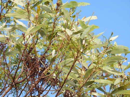 Cole's Wattle (Acacia colei)