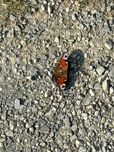 Aglais io