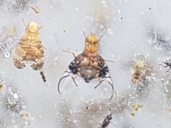 Anomoia purmunda