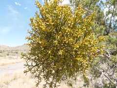 Phoradendron capitellatum