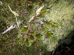 Pulchrinodus inflatus