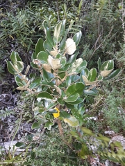 Olearia allomii