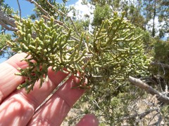 Juniperus arizonica