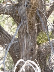 Juniperus arizonica