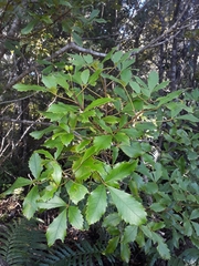 Pseudopanax discolor
