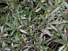 Kunzea sinclairii