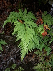 Loxsoma cunninghamii