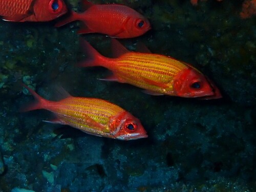 Neoniphon aurolineatus observed 2024-09-20