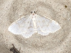 Hydrelia albifera