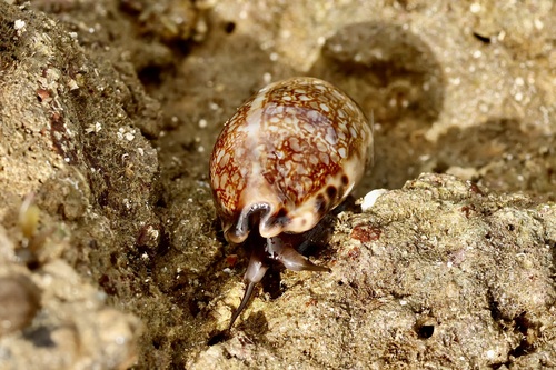 Cypraea observed 2024-09-20