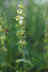 Stachys recta