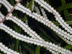 Gleichenia inclusisora