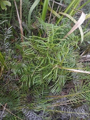 Gleichenia inclusisora