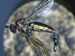 Dolichopus ungulatus