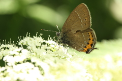 Satyrium pruni
