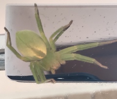 Micrommata