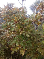 Pseudopanax discolor