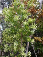Halocarpus kirkii