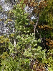 Halocarpus kirkii