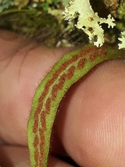 Notogrammitis pseudociliata