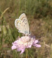 Polyommatus escheri