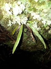 Notogrammitis pseudociliata