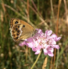 Coenonympha dorus