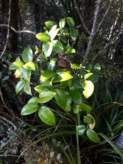 Metrosideros albiflora