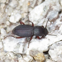 Argoporis