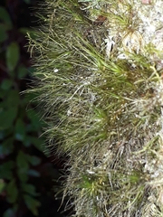 Dicranoloma menziesii