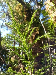 Lepidothamnus intermedius