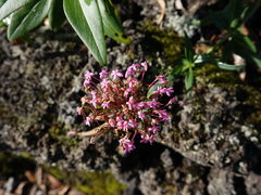 Centranthus