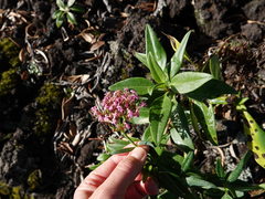 Centranthus