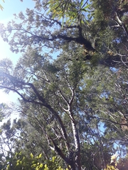 Lepidothamnus intermedius