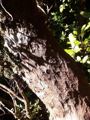 Lepidothamnus intermedius