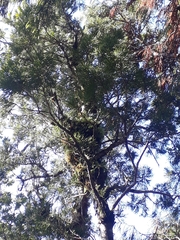 Lepidothamnus intermedius